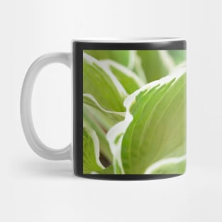 Hosta  &#39;Francee&#39;   AGM  Plantain lily  fortunei Mug